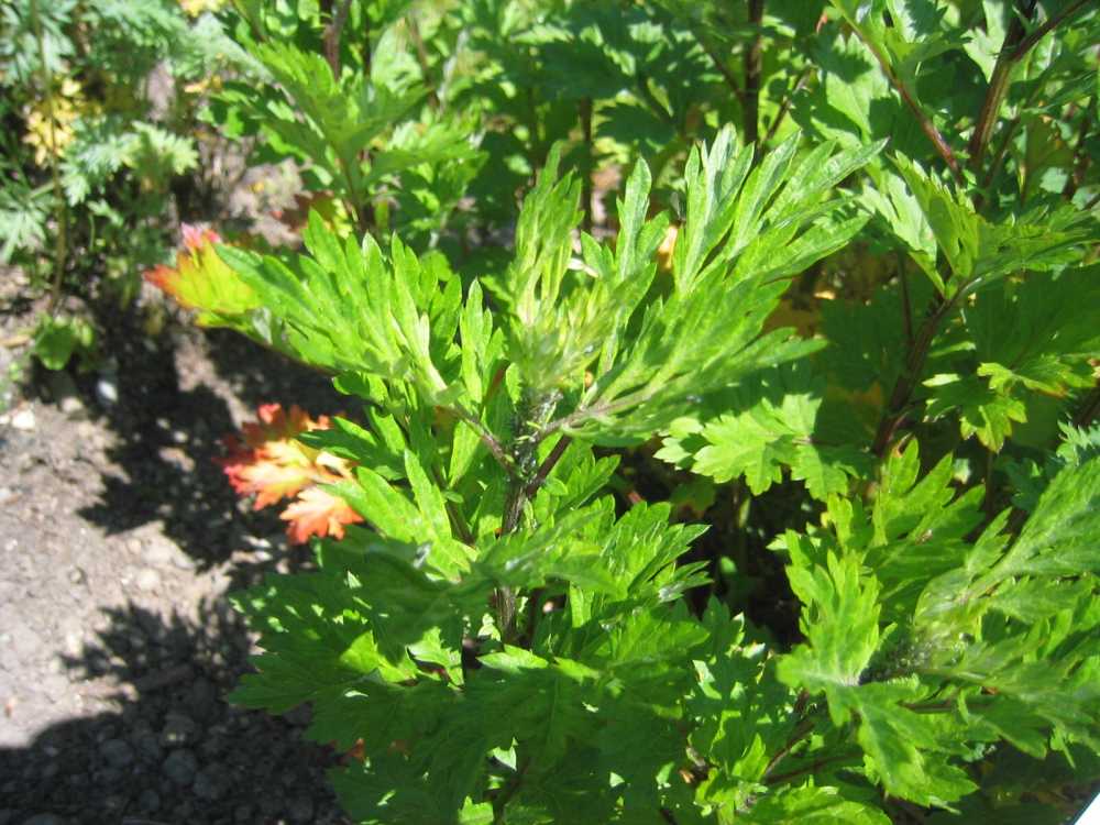 Artemisia vulgaris (Gewöhnlicher Beifuß)
